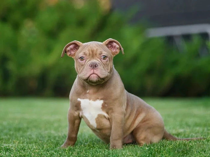 American Bully Irk Rehberi gallery 2