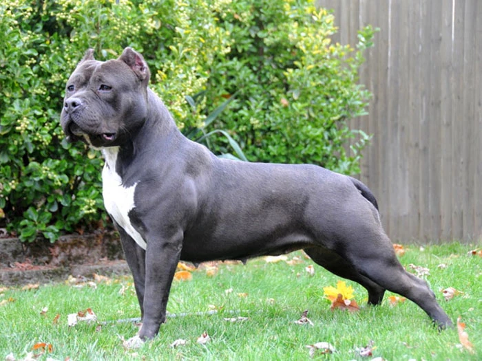 American Bully Irk Rehberi