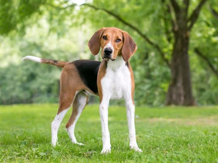 Foxhound Irk Rehberi gallery 1