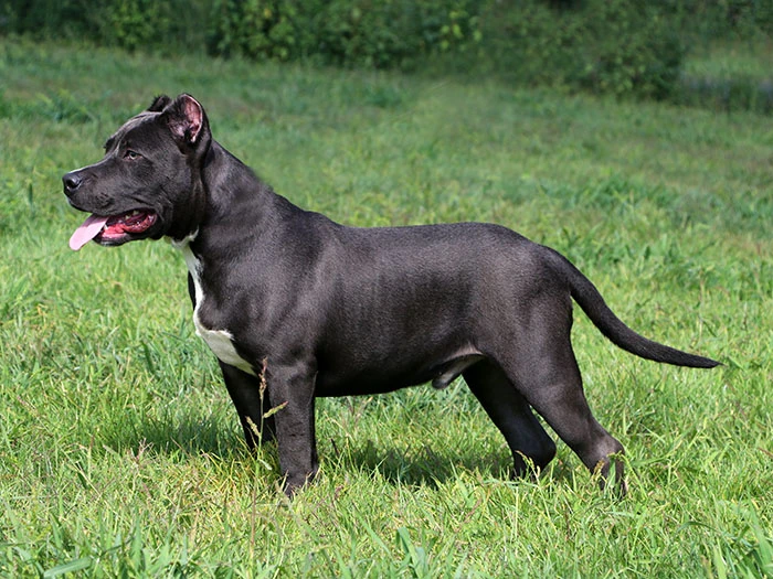 American Staffordshire Terrier Irk Rehberi gallery 2