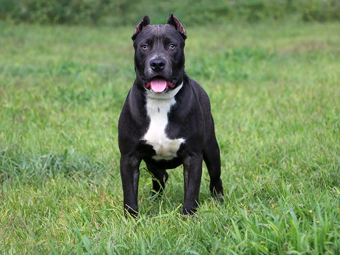 American Staffordshire Terrier Irk Rehberi gallery 1