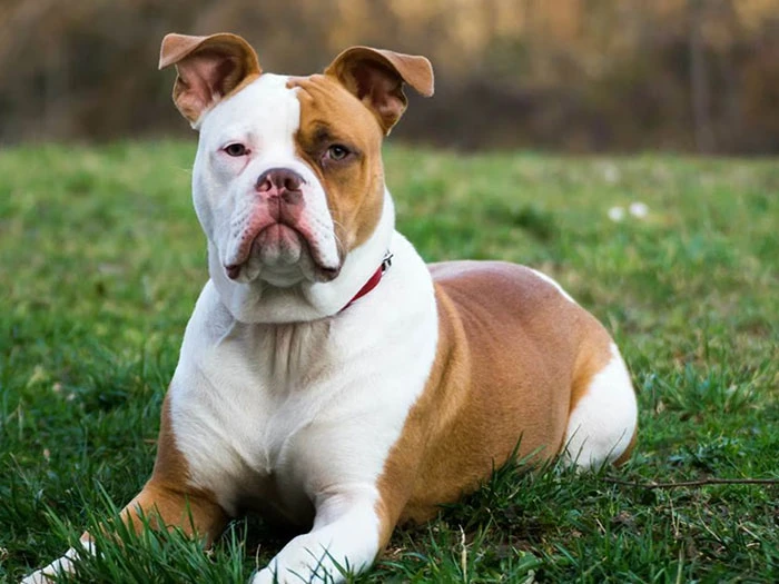Amerikan Bulldog Irk Rehberi gallery 2
