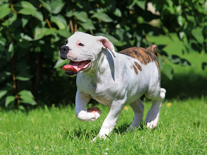 Amerikan Bulldog Irk Rehberi gallery 3