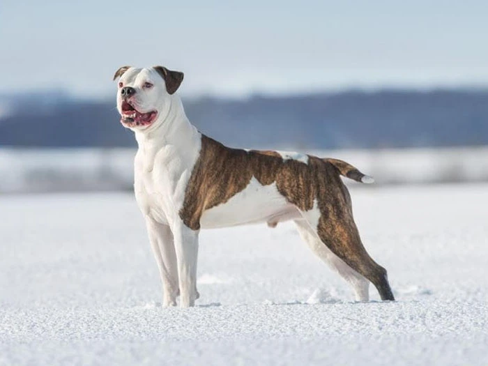 Amerikan Bulldog Irk Rehberi gallery 1