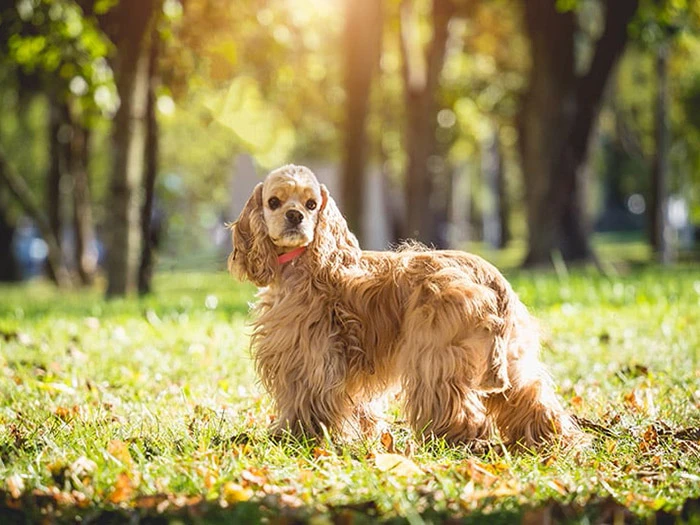 Amerikan Cocker Spaniel Irk Rehberi gallery 2
