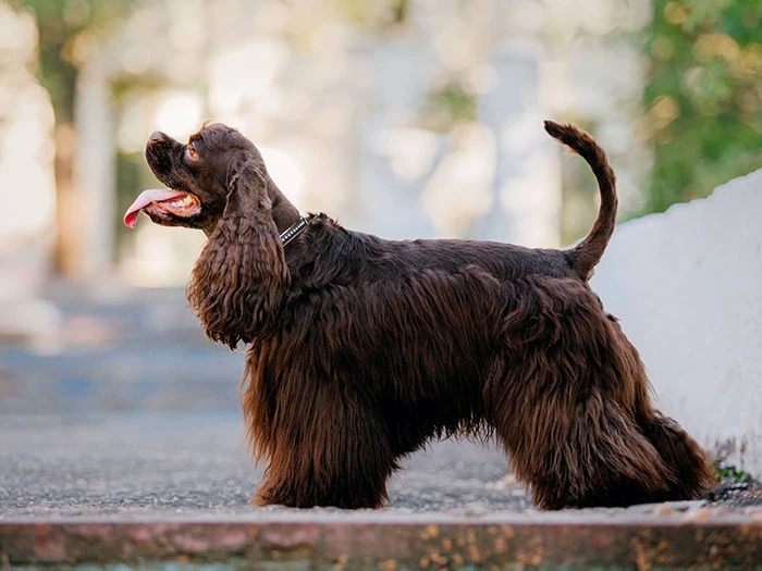 Amerikan Cocker Spaniel Irk Rehberi gallery 3