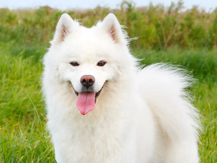 Amerikan Eskimo Köpeği Irk Rehberi gallery 3