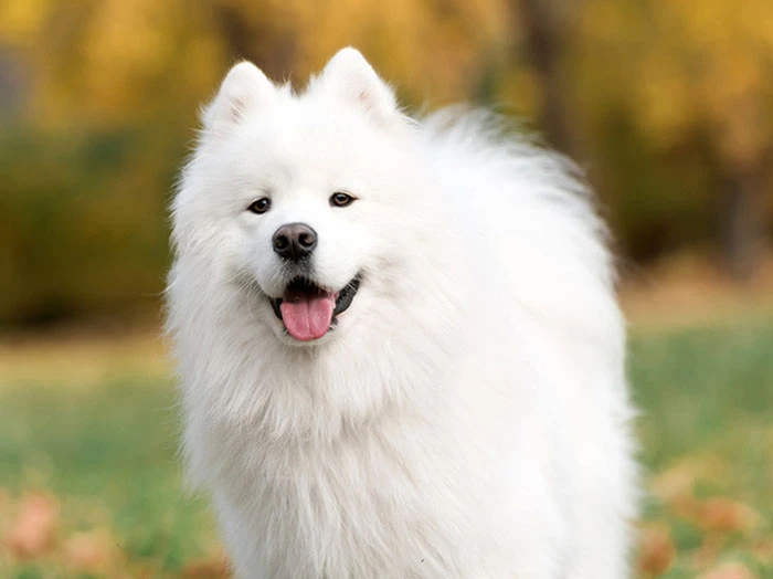 Amerikan Eskimo Köpeği Irk Rehberi gallery 2