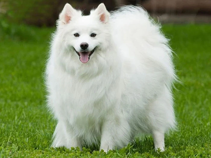 Amerikan Eskimo Köpeği Irk Rehberi gallery 1