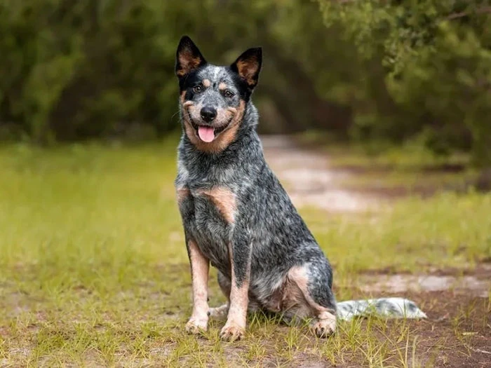 Avustralya Sığır Çobanı Köpeği Irk Rehberi gallery 1