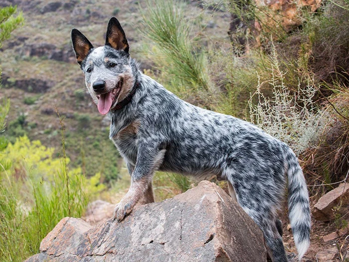 Avustralya Sığır Çobanı Köpeği Irk Rehberi gallery 4