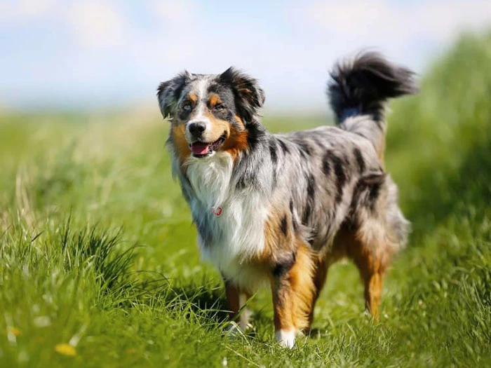 Avustralya Çoban Köpeği Irk Rehberi gallery 1