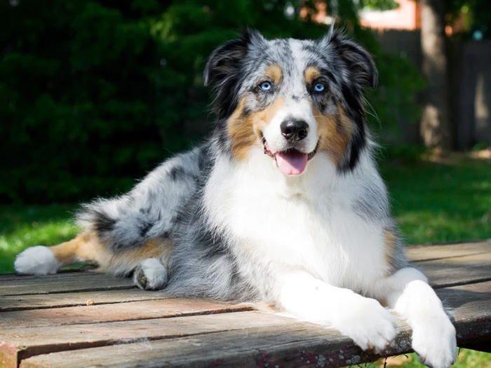 Avustralya Çoban Köpeği Irk Rehberi gallery 4