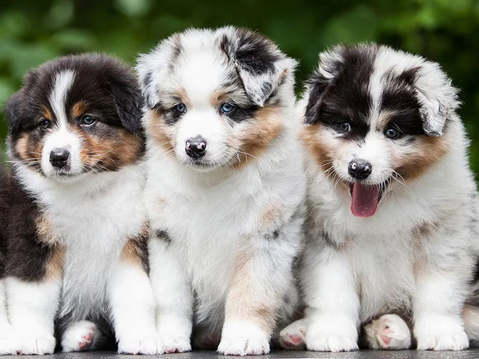 Avustralya Çoban Köpeği Irk Rehberi gallery 3