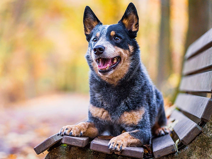 Avustralya Sığır Çobanı Köpeği Irk Rehberi gallery 3