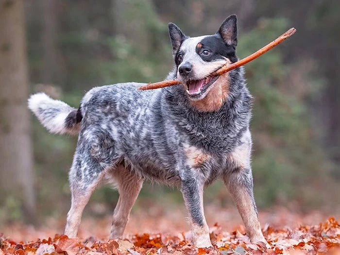 Avustralya Sığır Çobanı Köpeği Irk Rehberi gallery 2