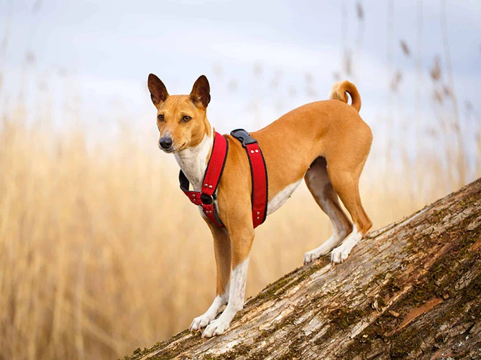 Basenji Köpek Irk Rehberi gallery 3