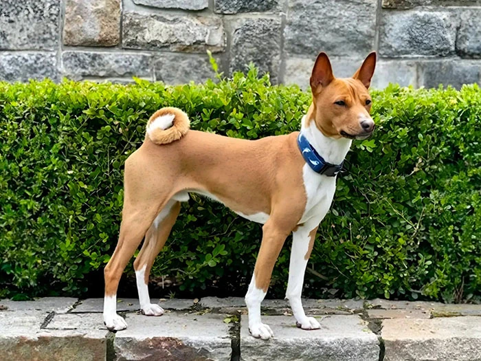 Basenji Köpek Irk Rehberi gallery 2
