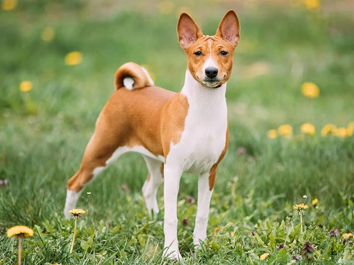 Basenji Köpek Irk Rehberi gallery 1