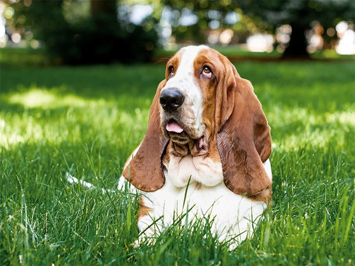 Basset Hound Köpek Irk Rehberi gallery 2