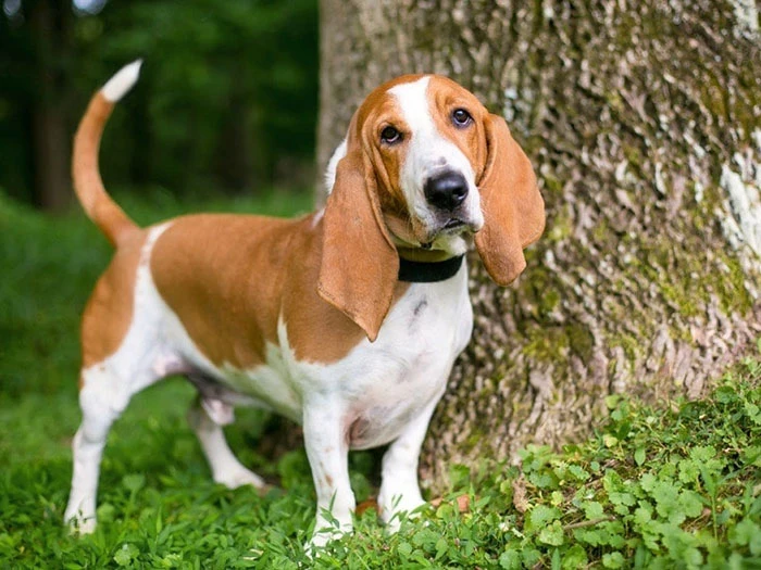 Basset Hound Köpek Irk Rehberi gallery 1