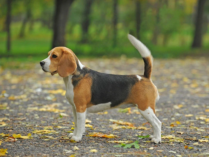 Beagle Köpek Irk Rehberi gallery 1