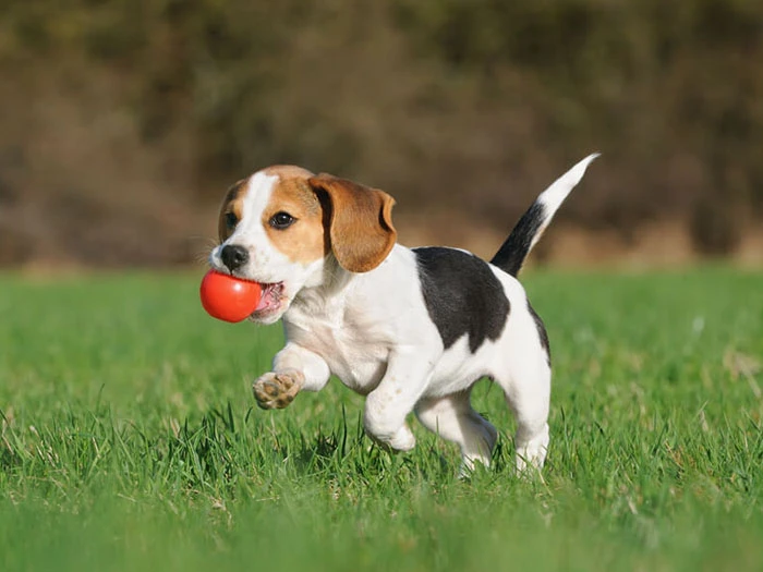 Beagle Köpek Irk Rehberi gallery 3
