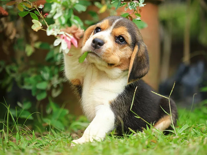 Beagle Köpek Irk Rehberi gallery 2