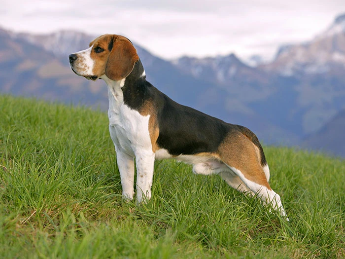 Beagle Köpek Irk Rehberi gallery 4
