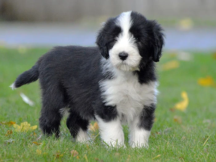 Bearded Collie (Sakallı Collie) Irk Rehberi gallery 4