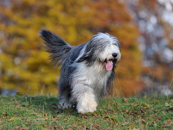 Bearded Collie (Sakallı Collie) Irk Rehberi gallery 2