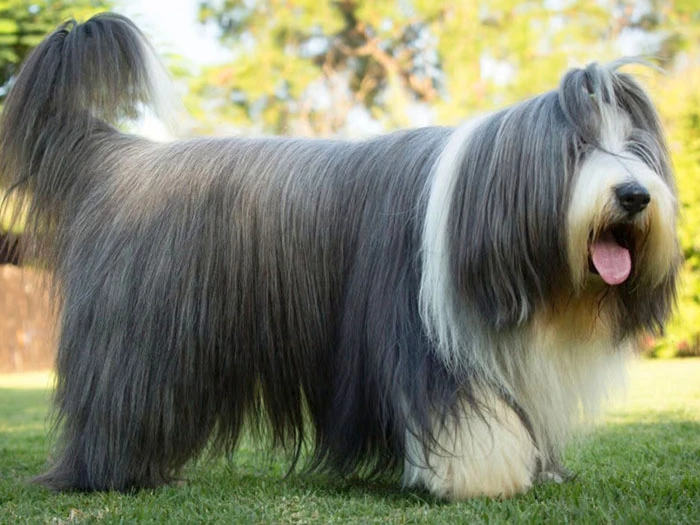 Bearded Collie (Sakallı Collie) Irk Rehberi gallery 3