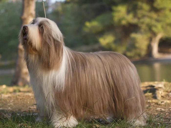 Bearded Collie (Sakallı Collie) Irk Rehberi gallery 1