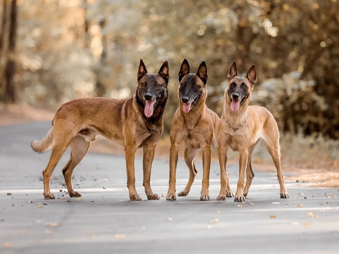 Belçika Kurdu (Belgian Malinois) Irk Rehberi gallery 4