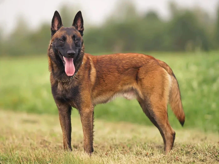 Belçika Kurdu (Belgian Malinois) Irk Rehberi gallery 1