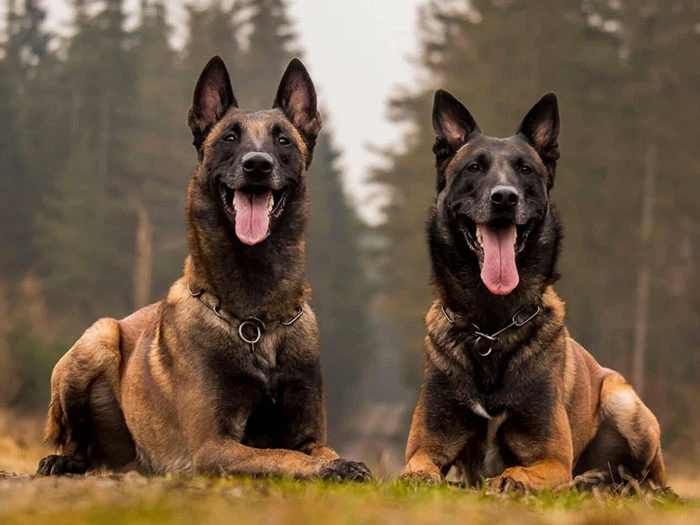Belçika Kurdu (Belgian Malinois) Irk Rehberi gallery 2