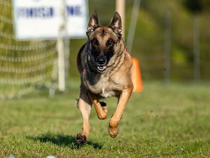 Belçika Kurdu (Belgian Malinois) Irk Rehberi gallery 3