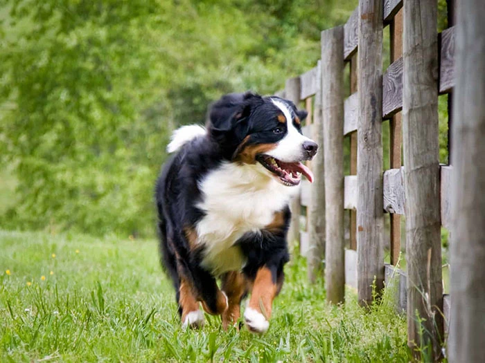 Bernese Dağ Köpeği Irk Rehberi gallery 3