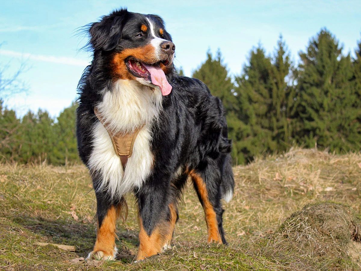 Bernese Dağ Köpeği Irk Rehberi gallery 4