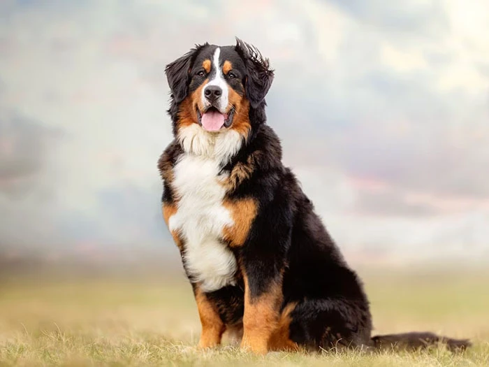 Bernese Dağ Köpeği Irk Rehberi gallery 2
