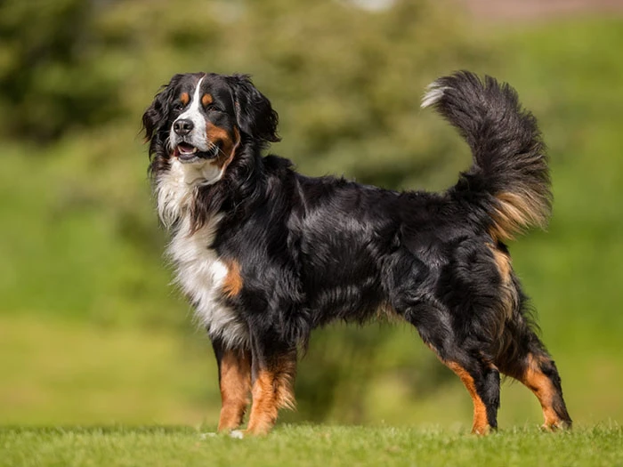Bernese Dağ Köpeği Irk Rehberi gallery 1