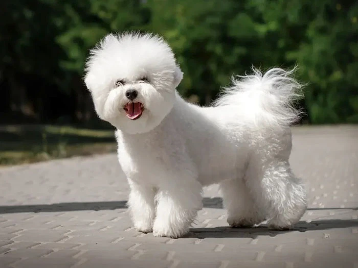 Bichon Frise Köpek Irk Rehberi gallery 4