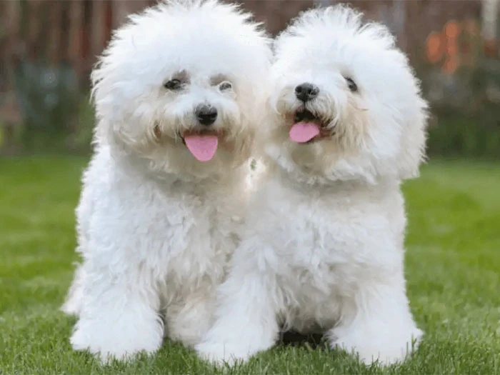 Bichon Frise Köpek Irk Rehberi gallery 3