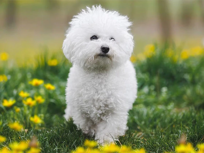 Bichon Frise Köpek Irk Rehberi gallery 1