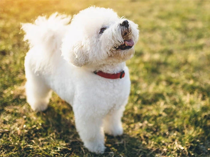 Bichon Frise Köpek Irk Rehberi gallery 2
