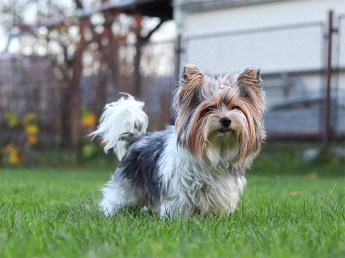 Biewer Yorkshire Terrier Köpek Irk Rehberi gallery 4