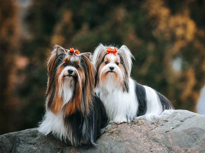 Biewer Yorkshire Terrier Köpek Irk Rehberi gallery 3