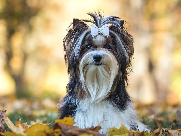 Biewer Yorkshire Terrier Köpek Irk Rehberi gallery 1