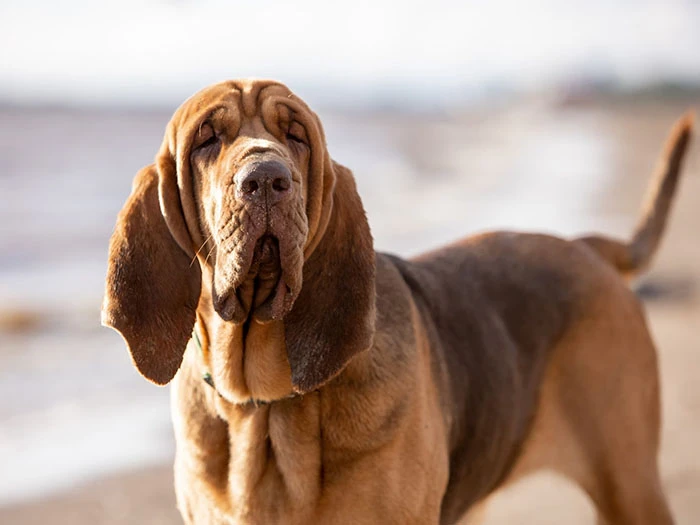 Bloodhound Köpek Irk Rehberi gallery 2