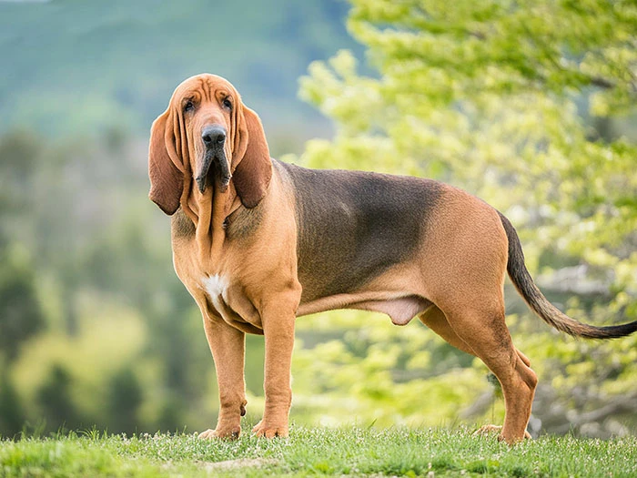 Bloodhound Köpek Irk Rehberi gallery 1